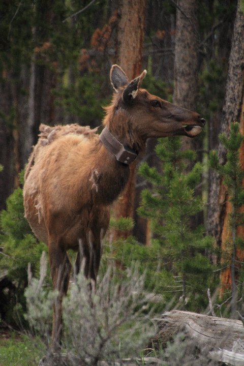tagged elk